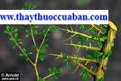một dược,mot duoc,motduoc,Murrha; Resina myrrhae.Commiphora myrrha Engl.  